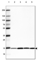 Lane 1: Marker [kDa] 250, 130, 100, 70, 55, 35, 25, 15, 10_br/_Lane 2: Human cell line HeLa_br/_Lane 3: Human cell line HEK 293_br/_Lane 4: Human cell line A-431_br/_Lane 5: Human cell line HepG2