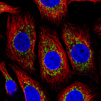Immunofluorescence staining of MCF7 cells using the Anti-COX4I1 monoclonal antibody, showing specific staining in mitochondria in green. Microtubule- and nuclear probes are visualized in red and blue, respectively (where available).