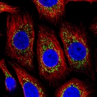 Immunofluorescence staining of MCF7 cells using the Anti-COX4I1 monoclonal antibody, showing specific staining in mitochondria in green. Microtubule- and nuclear probes are visualized in red and blue, respectively (where available).