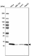 Western blot analysis in human cell line HeLa, human cell line HEK 293, human cell line A-431 and human cell line HepG2.