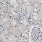 Immunohistochemical staining of human kidney shows weak to moderate nuclear positivity in a subset of cells.