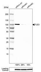 Western blot analysis in HEK293 cells transfected with control siRNA, target specific siRNA probe #1 and #2, using Anti-TLE3 antibody. Remaining relative intensity is presented. Loading control: Anti-GAPDH.