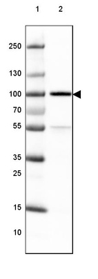 Lane 1: Marker [kDa] 250, 130, 100, 70, 55, 35, 25, 15, 10_br/_Lane 2: Human cell line HeLa nuclear extract