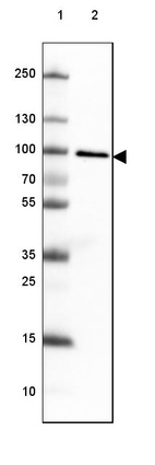 Lane 1: Marker [kDa] 250, 130, 100, 70, 55, 35, 25, 15, 10_br/_Lane 2: Human cell line HEK 293