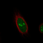 Immunofluorescence staining of HeLa cells using the Anti-TLE3 monoclonal antibody, showing specific staining in the nucleoplasm and nucleoi in green. Microtubule- and nuclear probes are visualized in red and blue, respectively (where available).