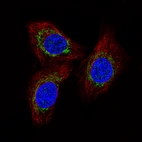 Immunofluorescence staining of A549 cells using the Anti-MCU monoclonal antibody, showing specific staining in the mitochondria in green. Microtubule- and nuclear probes are visualized in red and blue, respectively (where available).