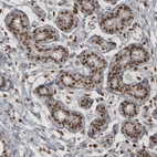 Immunohistochemical staining of human breast shows nuclear positivity in glandular cells.