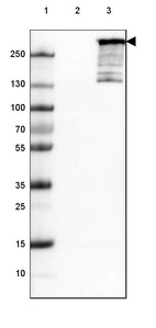 Lane 1: Marker [kDa] 250, 130, 100, 70, 55, 35, 25, 15, 10_br/_Lane 2: Negative control (vector only transfected HEK293T lysate)_br/_Lane 3: Over-expression lysate (Co-expressed with a C-terminal myc-DDK tag (~3.1 kDa) in mammalian HEK293T cells, LY416884)