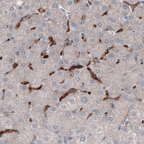 Anti-FCGRT Antibody