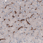 Anti-FCGRT Antibody