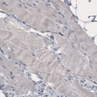 Immunohistochemical staining of human skeletal muscle shows absence of immunoreactivity (negative control).