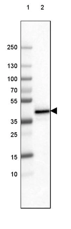 Lane 1: Marker [kDa] 250, 130, 100, 70, 55, 35, 25, 15, 10_br/_Lane 2: Human cell line THP-1