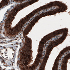 Immunohistochemical staining of human fallopian tube shows strong cytoplasmic immunoreactivity in epithelial cells.