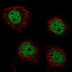 Immunofluorescence staining of A-431 cells using the Anti-GRHL2 monoclonal antibody, showing specific staining in the nucleoplasm in green. Microtubule- and nuclear probes are visualized in red and blue, respectively (where available).