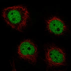Immunofluorescence staining of A-431 cells using the Anti-GRHL2 monoclonal antibody, showing specific staining in the nucleoplasm in green. Microtubule- and nuclear probes are visualized in red and blue, respectively (where available).