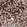 Anti-SLCO1B3 Antibody