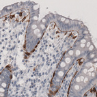 Immunohistochemical staining of human colon shows strong immunoreactivity in pericryptal sheath cells.