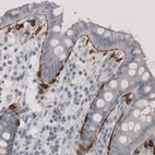 Immunohistochemical staining of human colon shows strong immunoreactivity in pericryptal sheath cells.