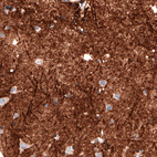 Immunohistochemical staining of human cerebral cortex shows strong positivity in neuropil.