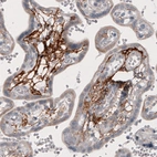 Immunohistochemical staining of human placenta shows strong immunoreactivity in blood vessels.