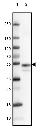 Lane 1: Marker [kDa] 250, 130, 100, 70, 55, 35, 25, 15, 10_br/_Lane 2: Human cell line A-431
