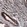 Anti-ACTB Antibody