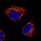 Immunofluorescence staining of U-251 cells using the Anti-ACTB monoclonal antibody, showing specific staining in vesicles in green. Microtubule- and nuclear probes are visualized in red and blue, respectively (where available).