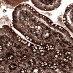 Immunohistochemical staining of human small intestine shows strong cytoplasmic positivity in glandular cells.