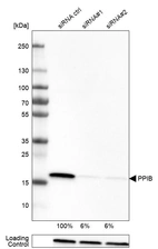 Western blot analysis in U-251MG cells transfected with control siRNA, target specific siRNA probe #1 and #2, using Anti-PPIB antibody. Remaining relative intensity is presented. Loading control: Anti-GAPDH.