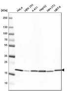 Western blot analysis in human cell line HeLa, human cell line HEK 293, human cell line A-431, human cell line HepG2, mouse cell line NIH-3T3 and rat cell line NBT-II.