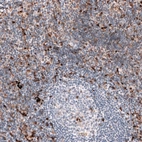 Immunohistochemical staining of human lymph node shows moderate to strong cytoplasmic positivity in non-germinal center cells.