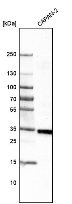 Western blot analysis in human cell line CAPAN-2.
