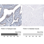 Anti-FOXJ1 Antibody