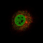 Immunofluorescence staining of BEWO cells using the Anti-FOXJ1 monoclonal antibody, showing specific staining in the nucleoplasm in green. Microtubule- and nuclear probes are visualized in red and blue, respectively (where available).