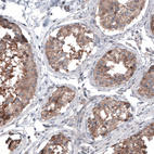 Anti-BRAF Antibody