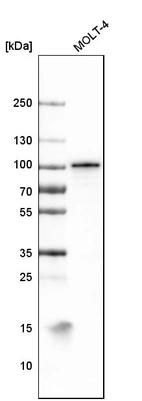 Western blot analysis in human cell line MOLT-4.