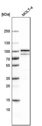 Western blot analysis in human cell line MOLT-4.