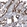 Anti-ACE2 Antibody