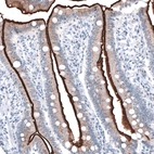 Immunohistochemical staining of human duodenum shows strong positivity in apical membrane of glandular cells.
