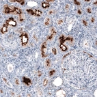 Immunohistochemical staining of human kidney shows strong positivity in apical membrane in cells in proximal tubules.