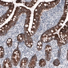 Immunohistochemical staining of human small intestine shows strong granular cytoplasmic positivity in glandular cells.
