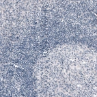 Immunohistochemical staining of human tonsil shows no positivity as expected (negative control).