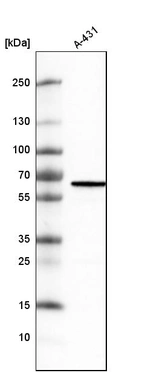 Western blot analysis in human cell line A-431.