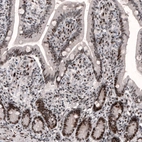 Immunohistochemical staining of human duodenum shows strong nuclear immunoreactivity in glandular cells and in the connective tissue.