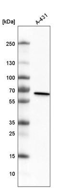 Western blot analysis in human cell line A-431.