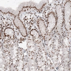 Immunohistochemical staining of human stomach shows nuclear immunoreactivity in glandular cells.