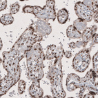Immunohistochemical staining of human placenta shows strong nuclear immunoreactivity in trophoblast.