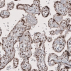 Immunohistochemical staining of human placenta shows strong nuclear immunoreactivity in trophoblast.