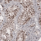Immunohistochemical staining of human testis shows moderate to strong nuclear positivity in seminiferous tubules cells.