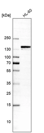 Western blot analysis in human cell line HL-60.
